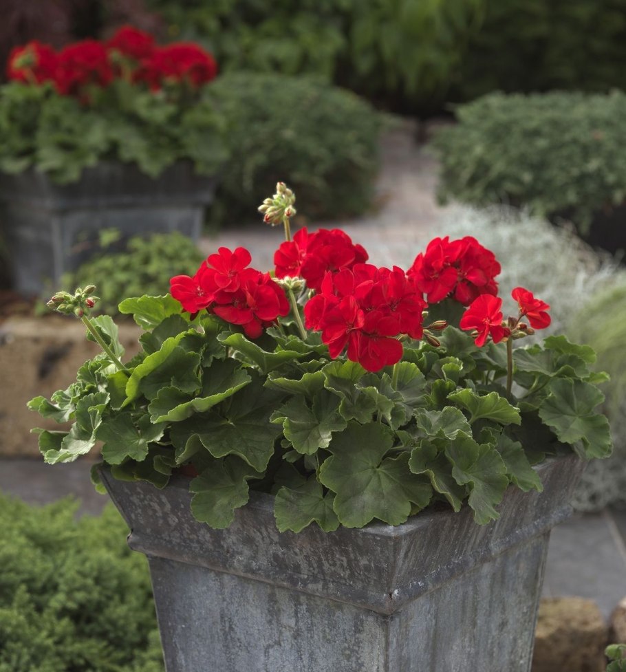 Пеларгония зональная в цветнике