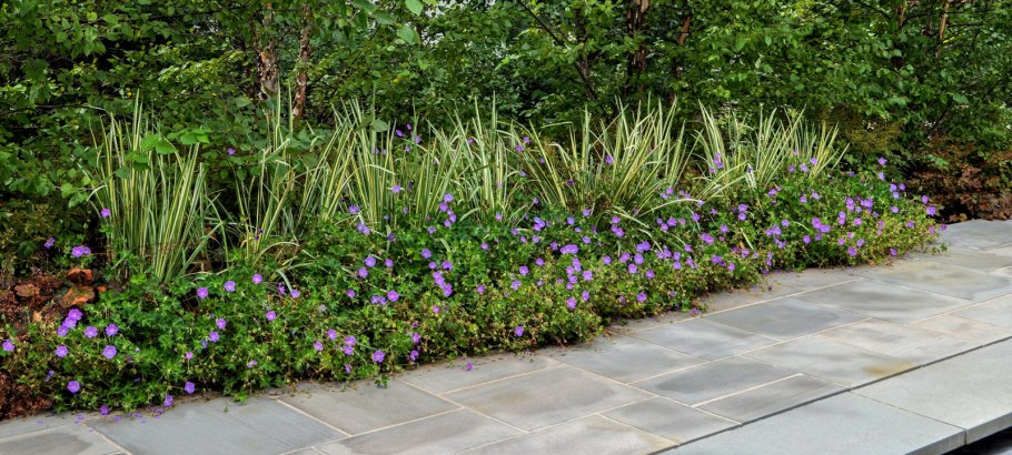 Герань Садовая Вариегата