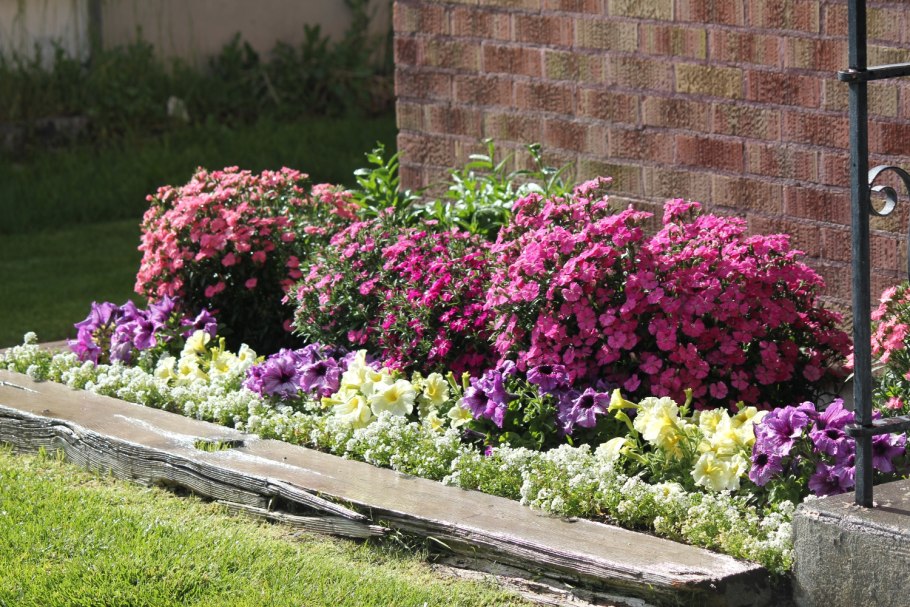 Петуния в рабатках