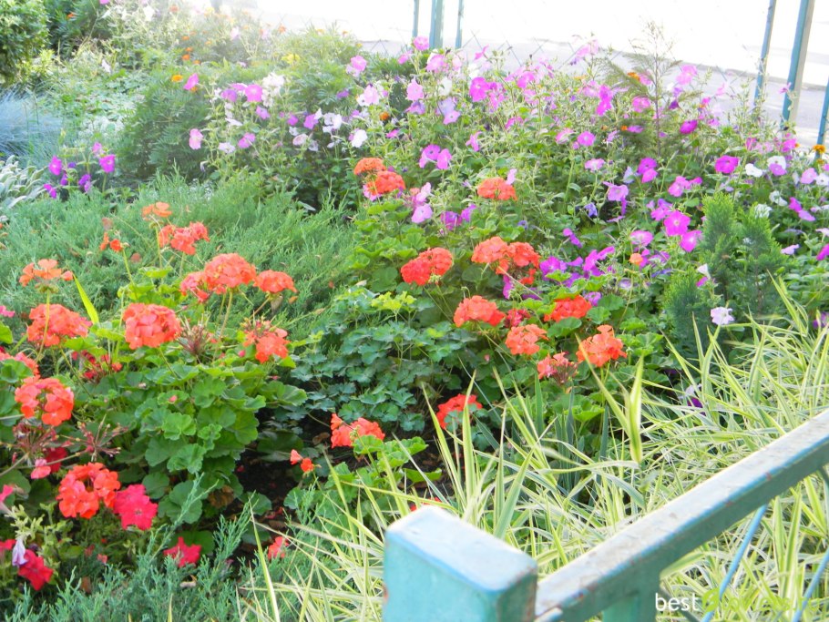 Циния в палисаднике