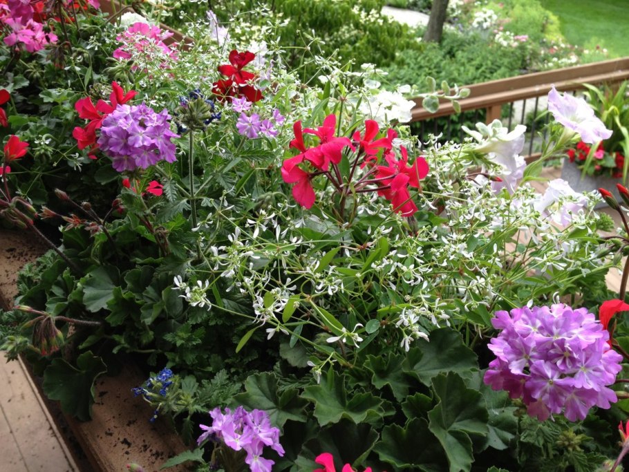 Герань Садовая однолетняя