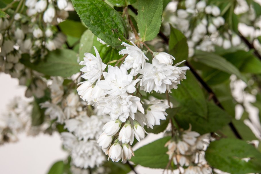 Дейция Магнифика