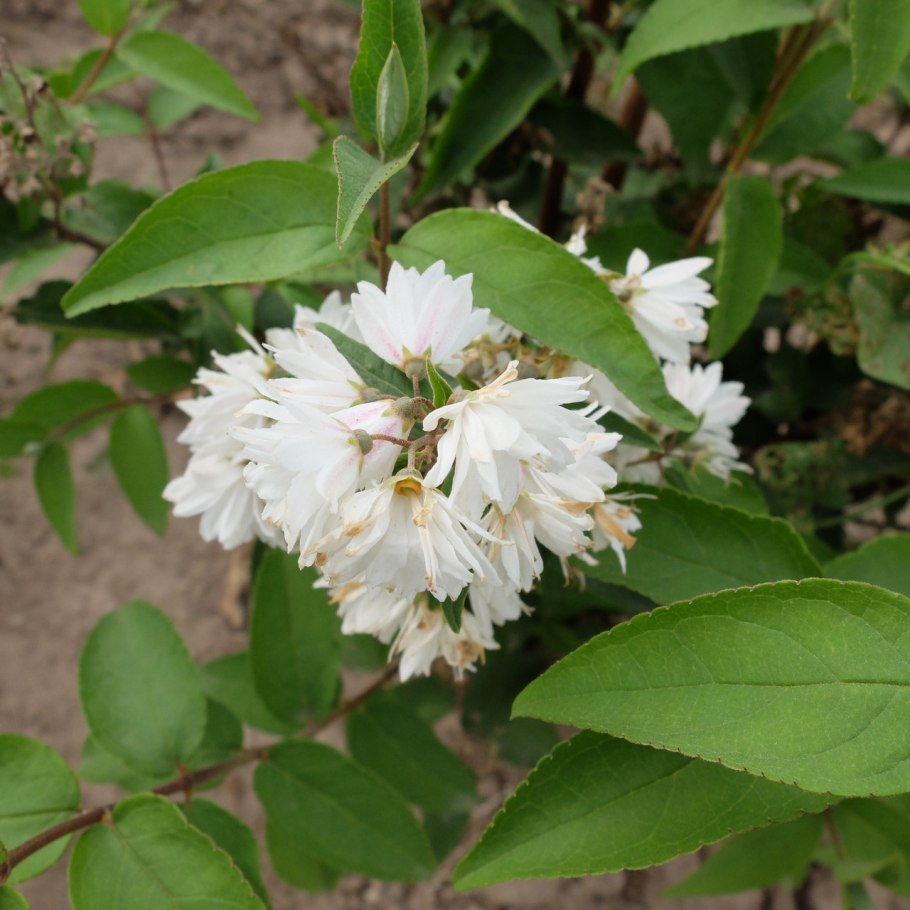 Дейция шершавая махровая