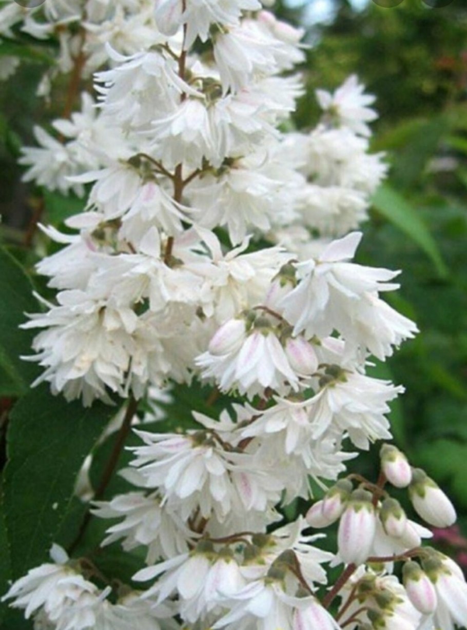 Дейция шершавая / Deutzia scabra Thunb.