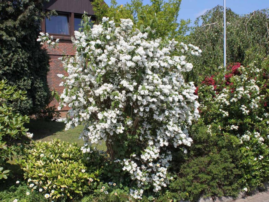 Дейция шершавая Кандидиссима