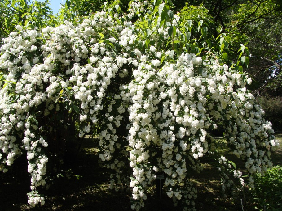 Куст дейция Магнифика