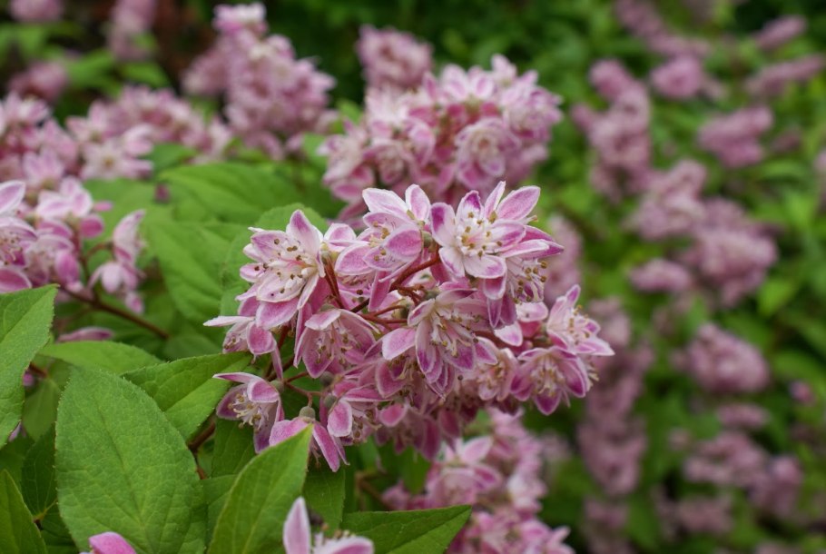 Дейция гибридная Строберри Филдс