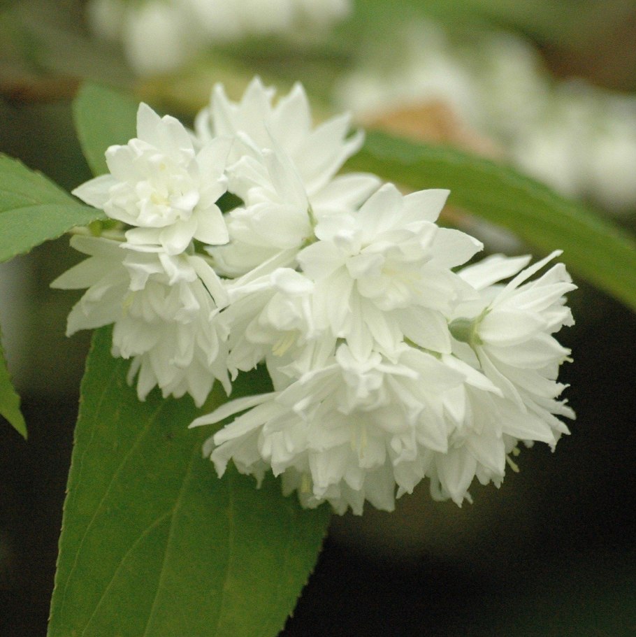 Дейция Магнифика