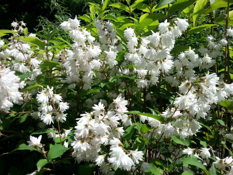 Дейция кустарник махровая