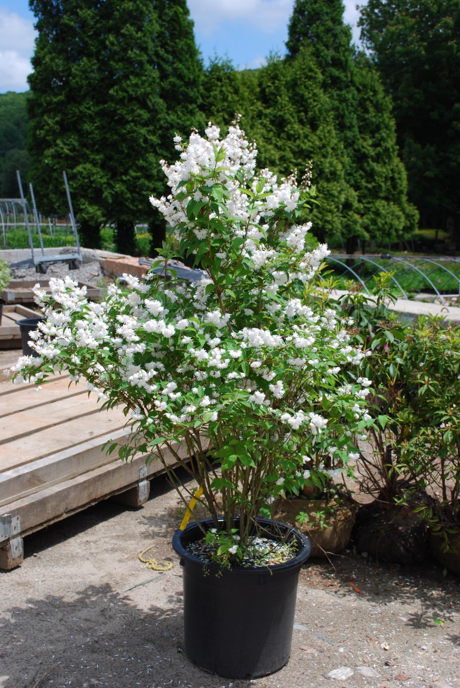 Дейция Прайд