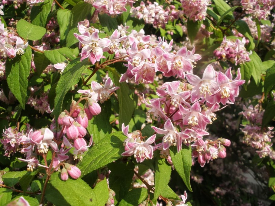 Дейция Вильморена