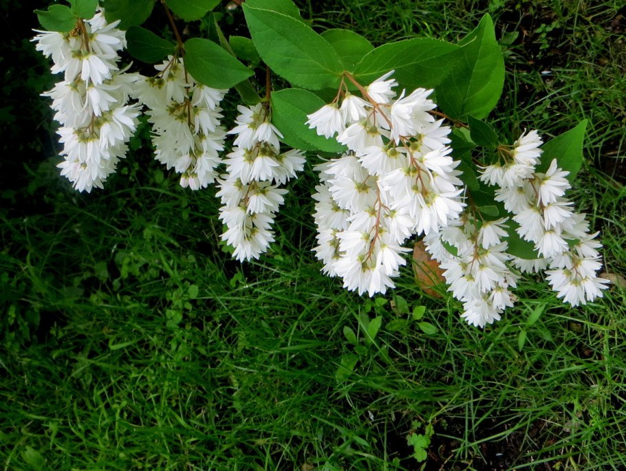 Дейция шершавая