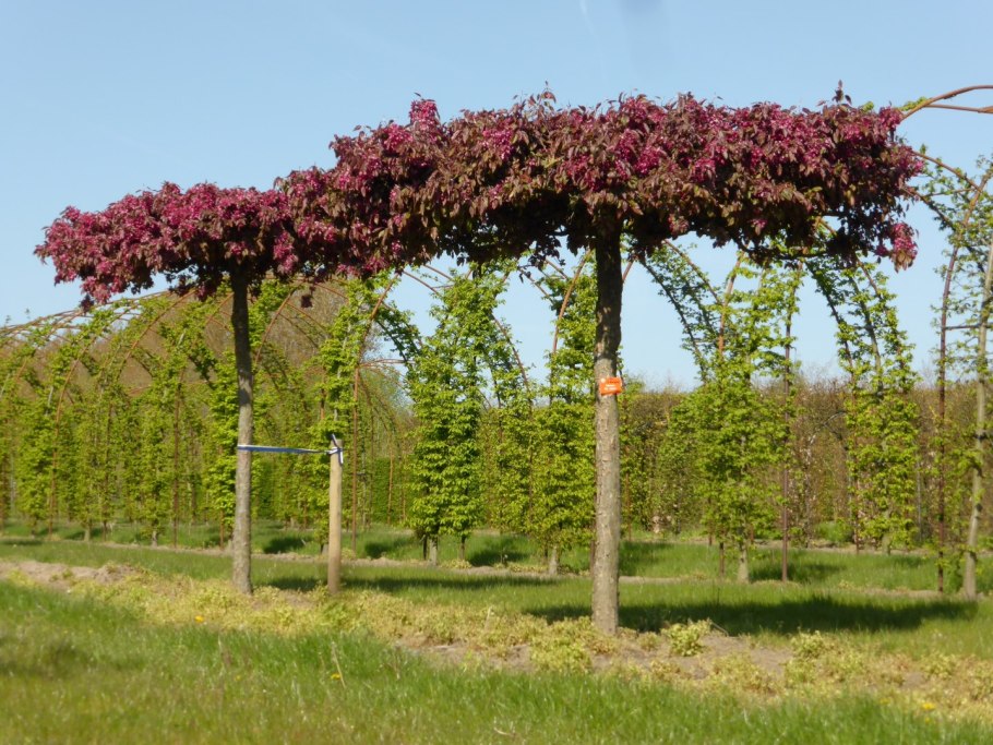 Яблоня Malus Profusion