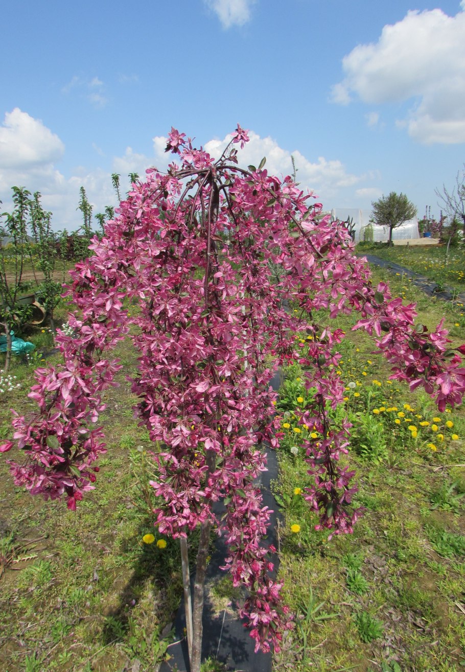 Яблоня Роял Бьюти Пендула