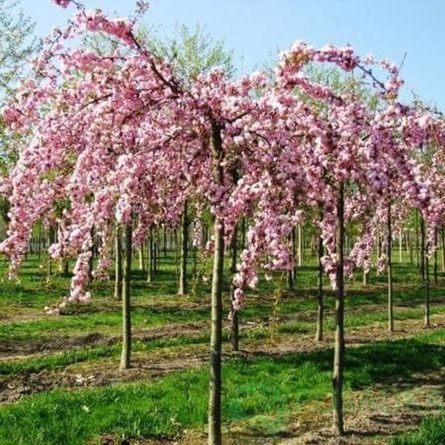 Вишня мелкопильчатая Кику-шидаре