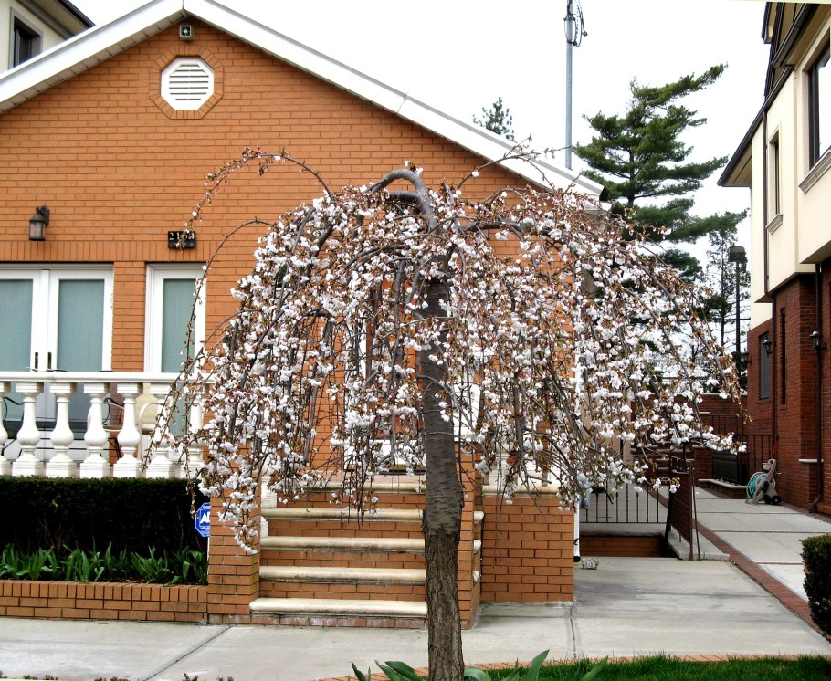 Плакучая вишня