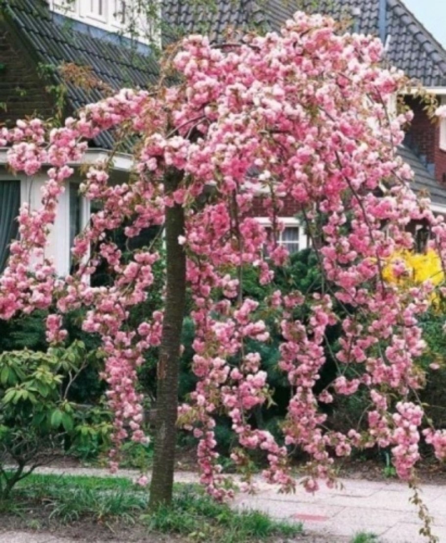 Вишня мелкопильчатая Кику-шидаре