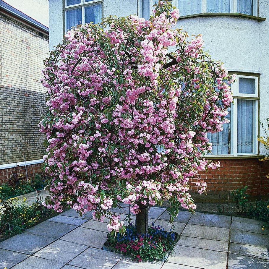 Сакура Кику шидаре