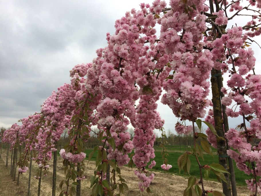 Вишня мелкопильчатая Кику-шидаре-Сакура