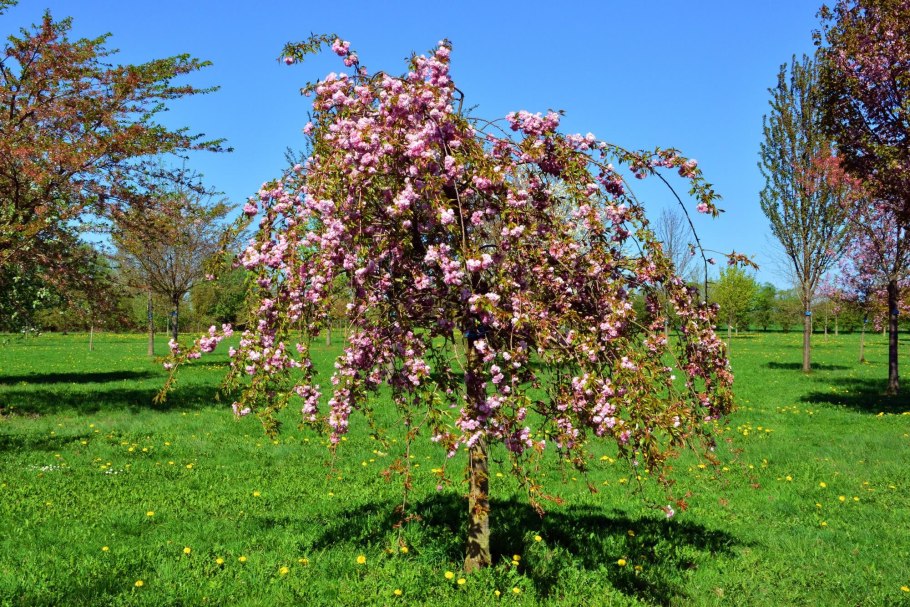 Краснолистная яблоня Роял Бьюти