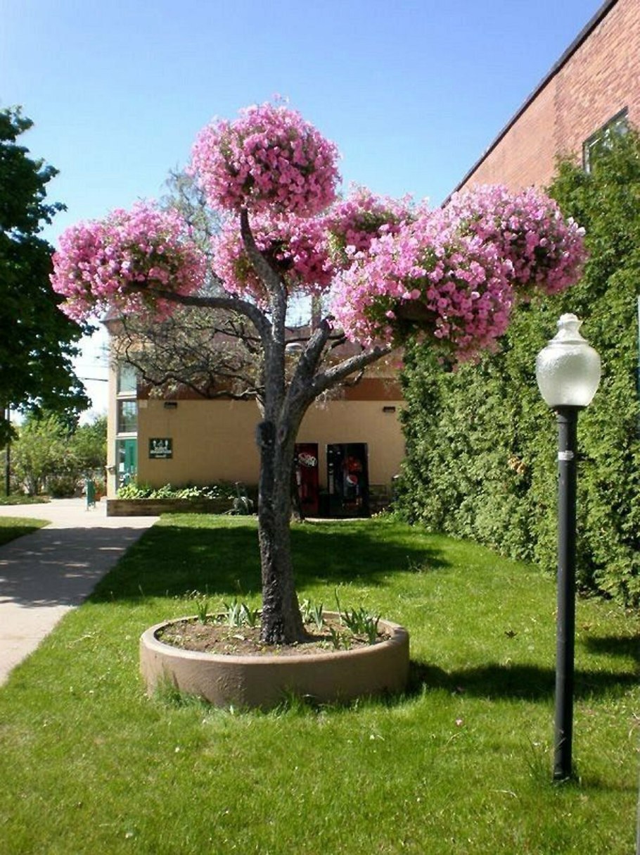 Яблоня штамбовая «Недзвецкого»