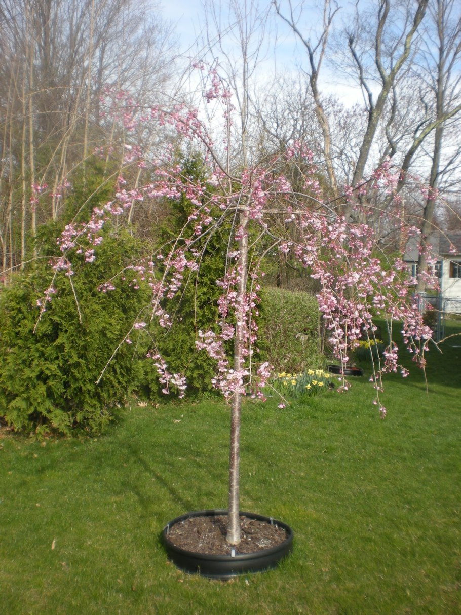 Сакура штамбовая