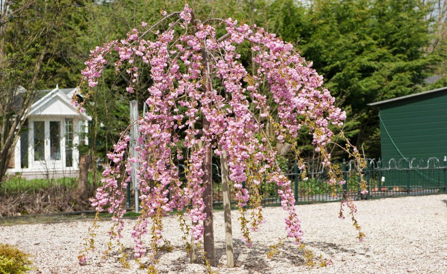 Вишня мелкопильчатая Кику-шидаре-Сакура