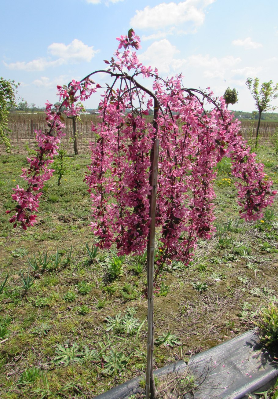 Яблоня роялти Пендула