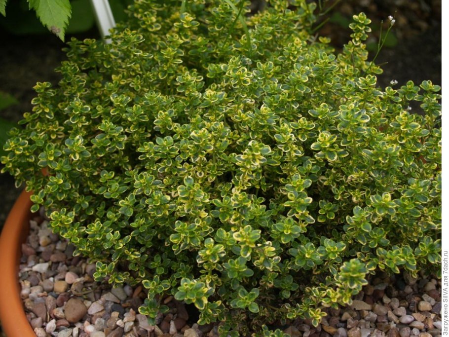 Тимьян лимоннопахнущий (Thymus citriodorus)