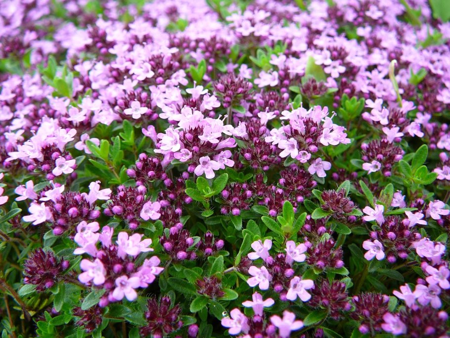 Тимьян ползучий (Thymus serpyllum)