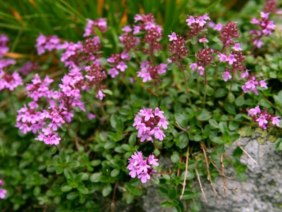 Тимьян (чабрец)