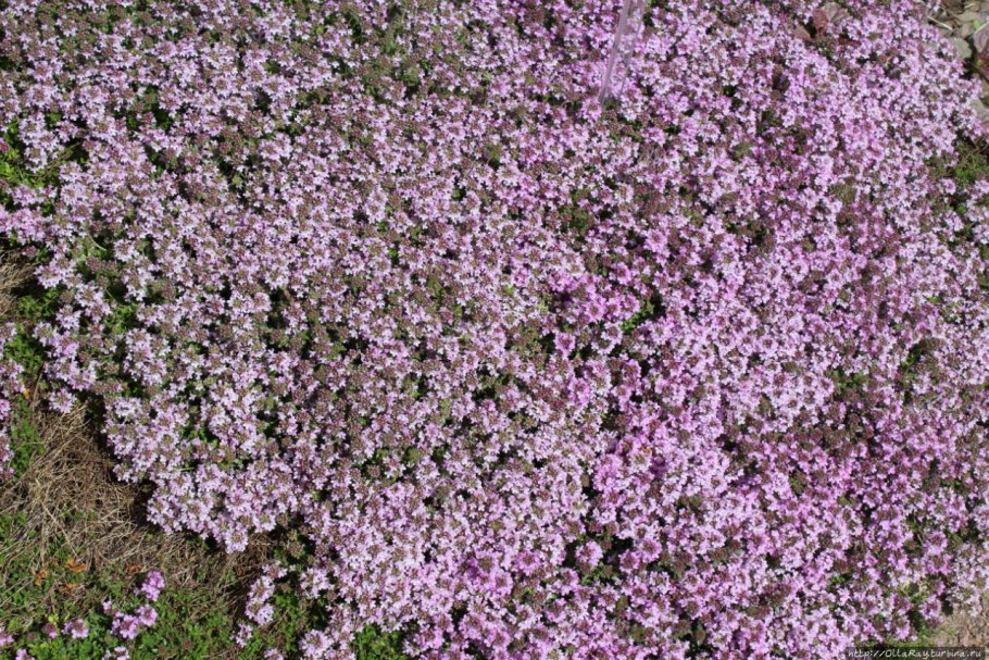 Тимьян (чабрец) ползучий пурпур