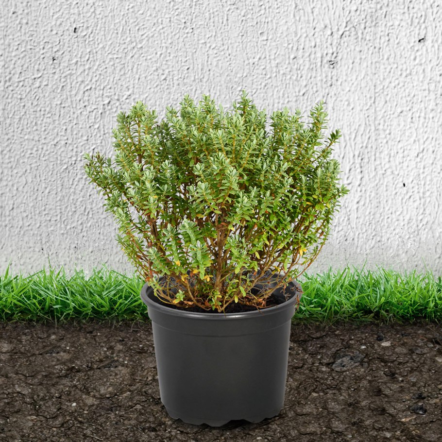 Pflanzenpass растение