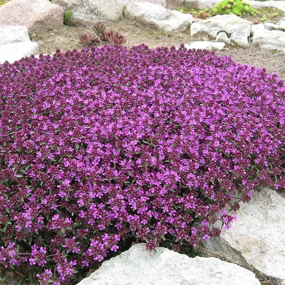 Тимьян ползучий (Thymus serpyllum)