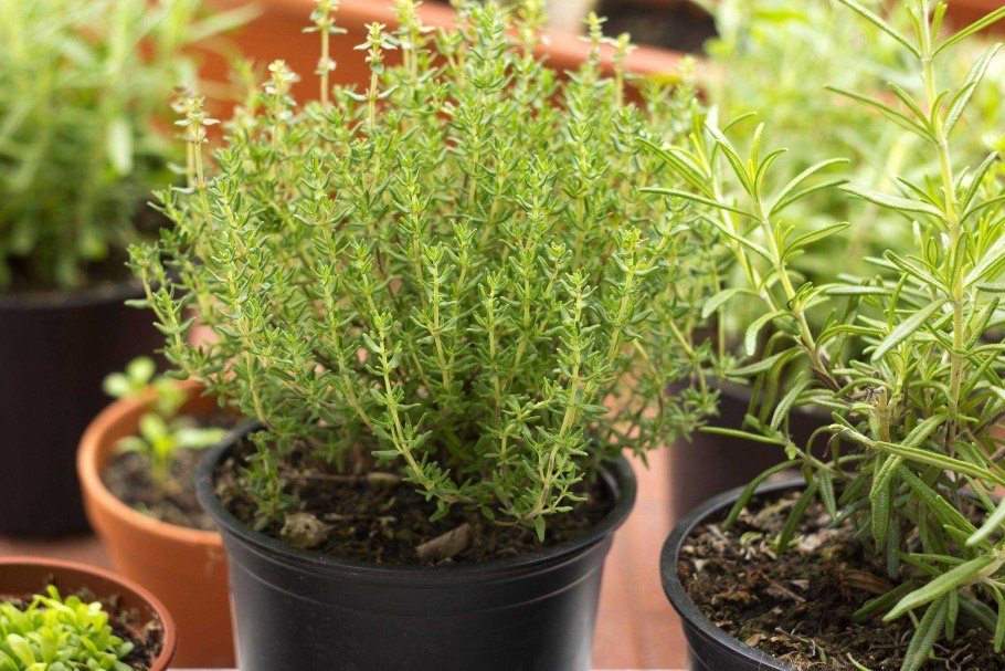 Розмарин тимьян чабрец