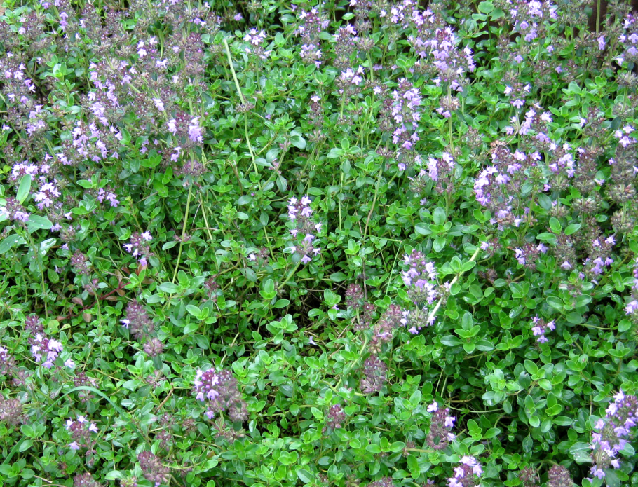 Богородская трава чабрец