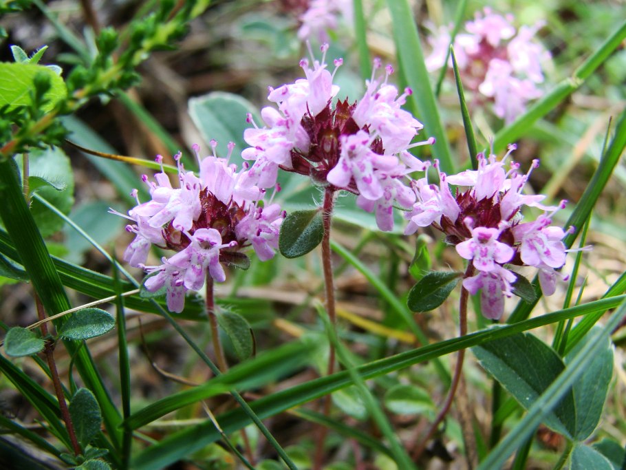 Тимьян Богородская трава