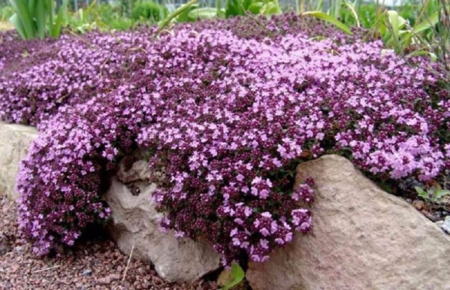 Тимьян ползучий (Thymus serpyllum 'Magic Carpet')