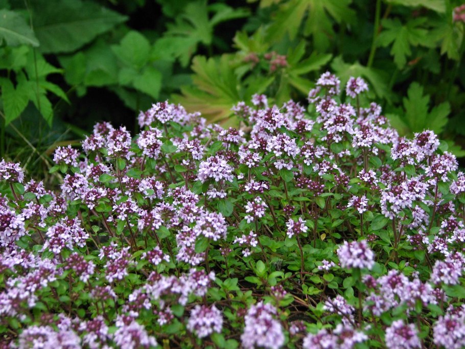 Тимьян ползучий (Thymus serpyllum)