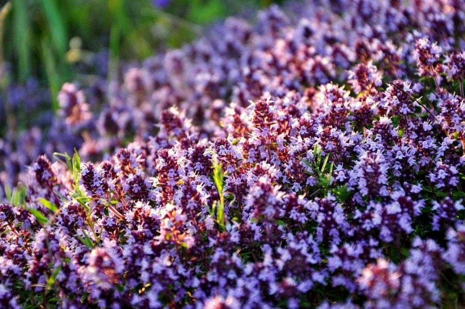 Тимьян ползучий (Thymus serpyllum)