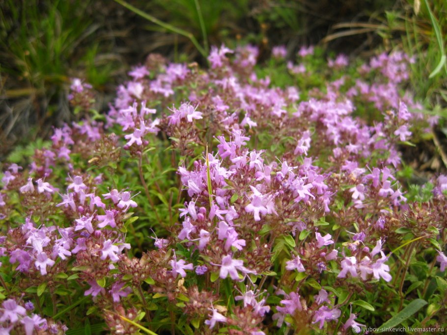 Богородская трава чабрец
