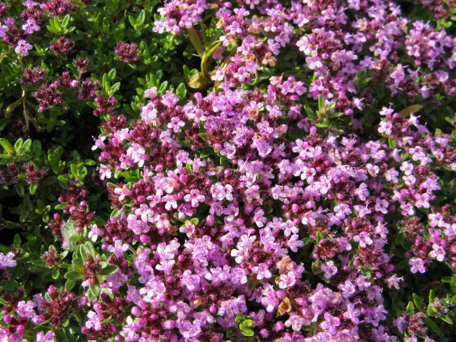 Тимьян ползучий (Thymus serpyllum 'Magic Carpet')