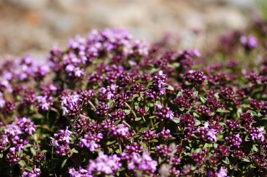 Тимьян ползучий (Thymus serpyllum)