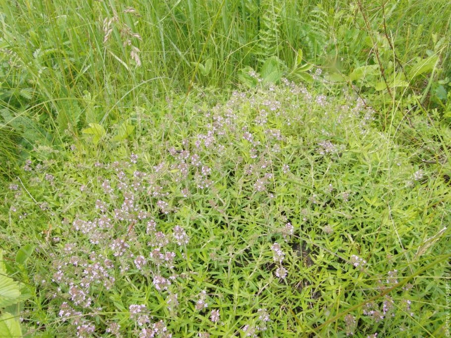 Чабрец полевой