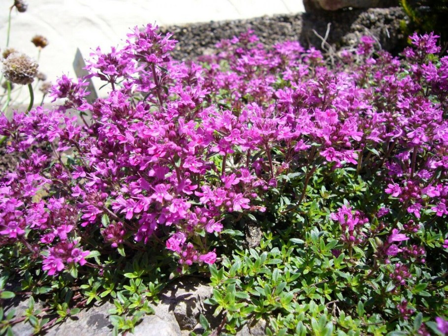 Тимьян ползучий (Thymus serpyllum)