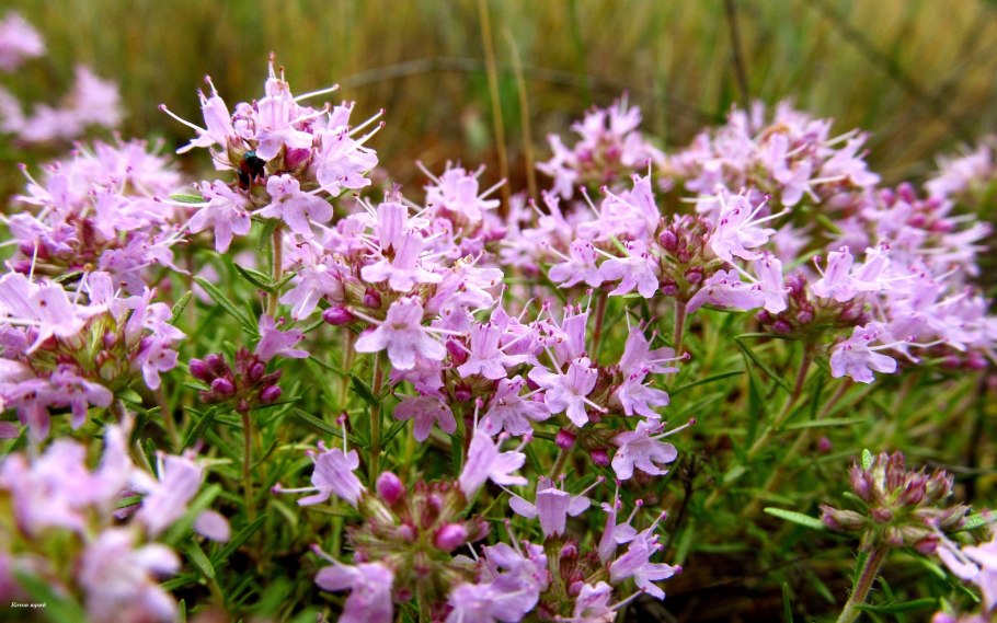 Чабрец Луговой