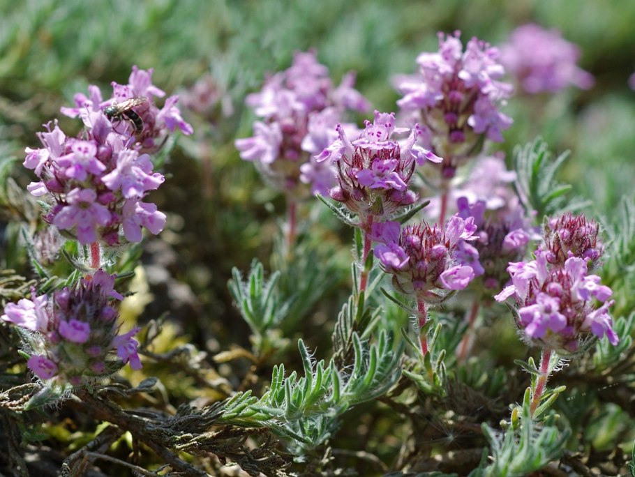Тимьян (чабрец) ползучий (Thymus serpyllum)