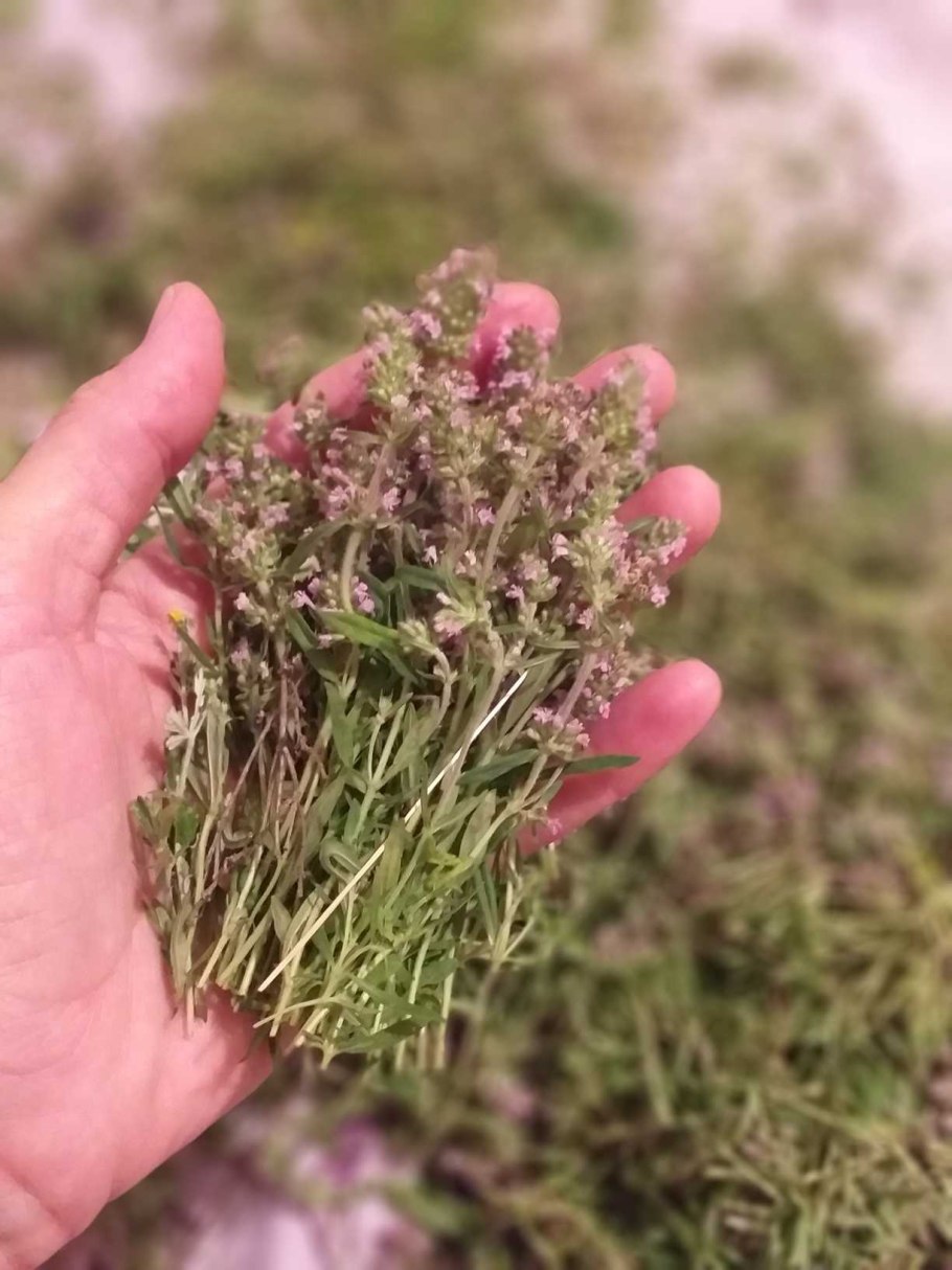 Чабрец Луговой