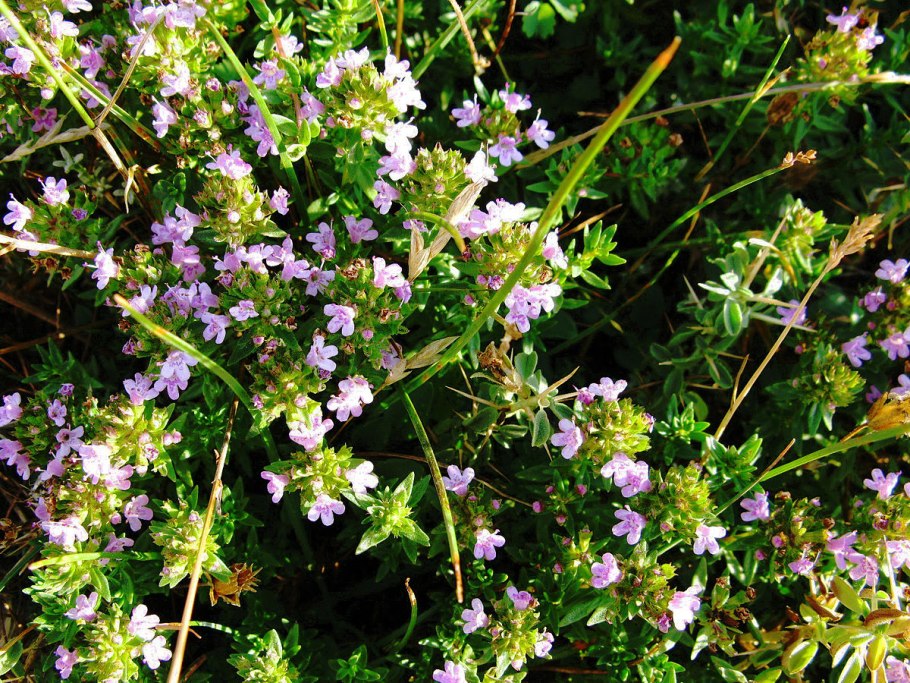 Как выглядит здоровый растение