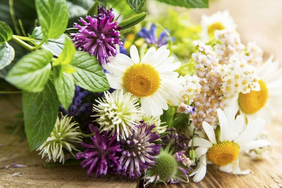 Лекарственные травы